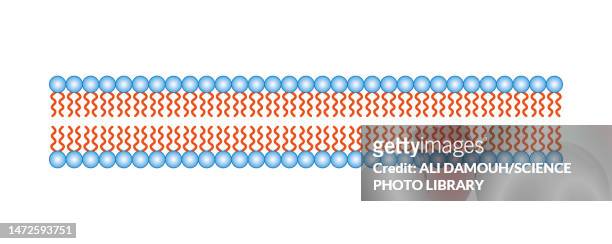 ilustraciones, imágenes clip art, dibujos animados e iconos de stock de phospholipid bilayer structure, illustration - membrana celular