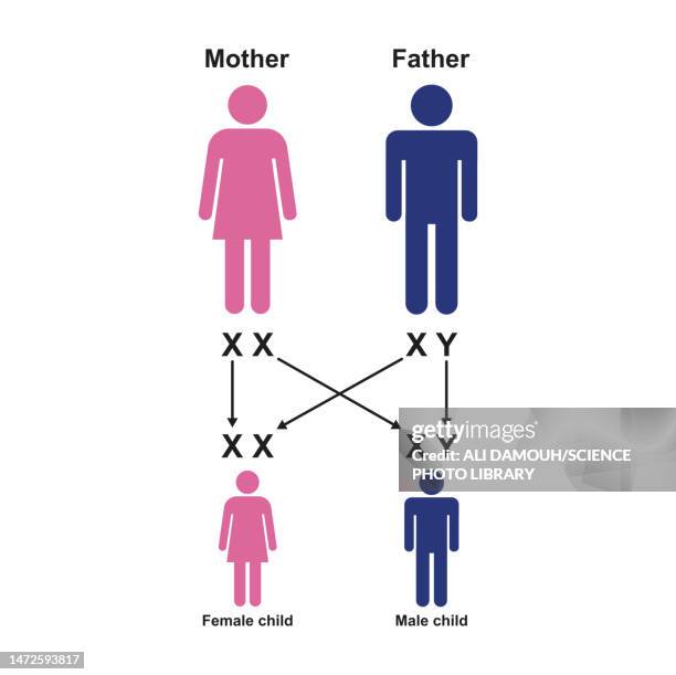 Xy Person 34 Xy Chromosomes Stock Photos, High-Res Pictures, and Images - Getty ...