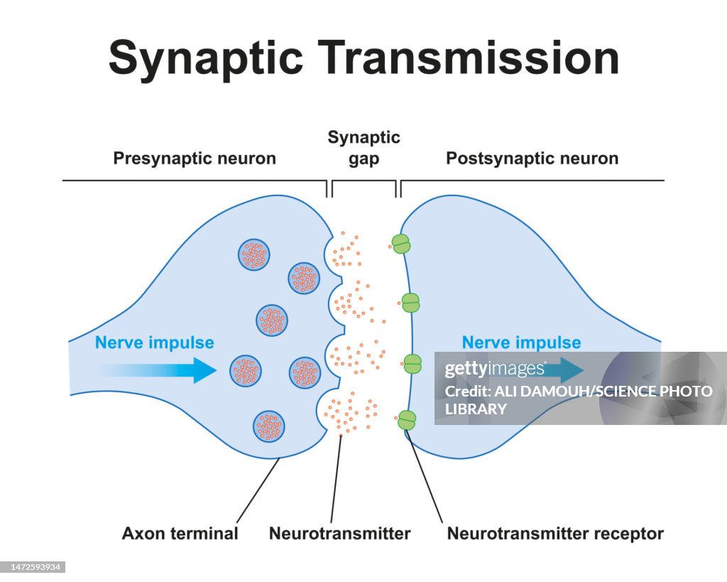 Synapes Drawing Synapse Structure Illustration High-Res Vector Graphic - Getty Images