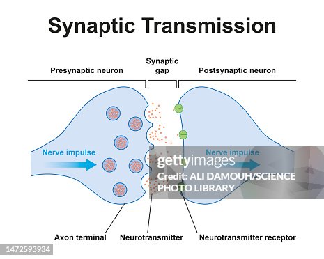 Synapse structure, illustration Synapse structure, illustration