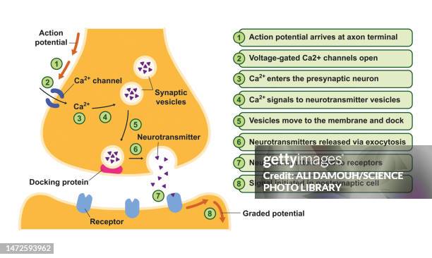 synapse structure, illustration - synaptic cleft stock illustrations