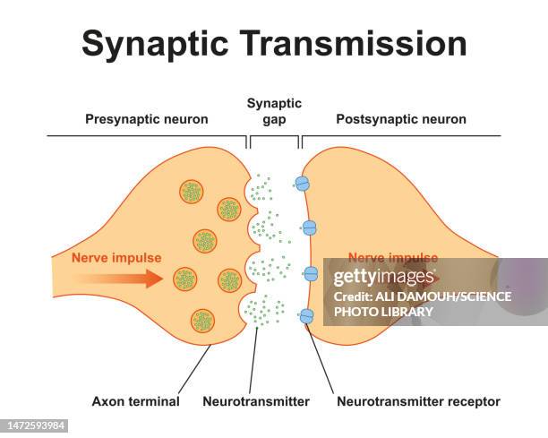 synapse structure, illustration - the gap stock illustrations