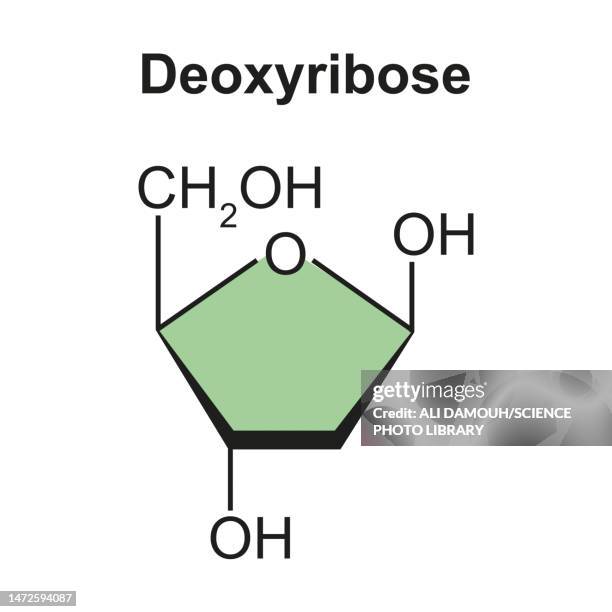 deoxyribose sugar molecule, illustration - carbohydrate biological molecule stock illustrations