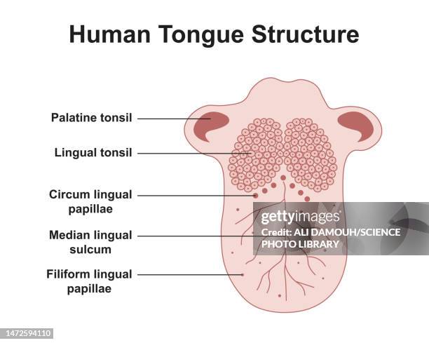 illustrazioni stock, clip art, cartoni animati e icone di tendenza di human tongue anatomy, illustration - human tongue