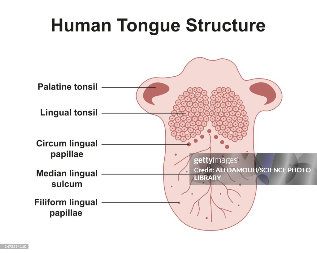 Human tongue anatomy, illustration