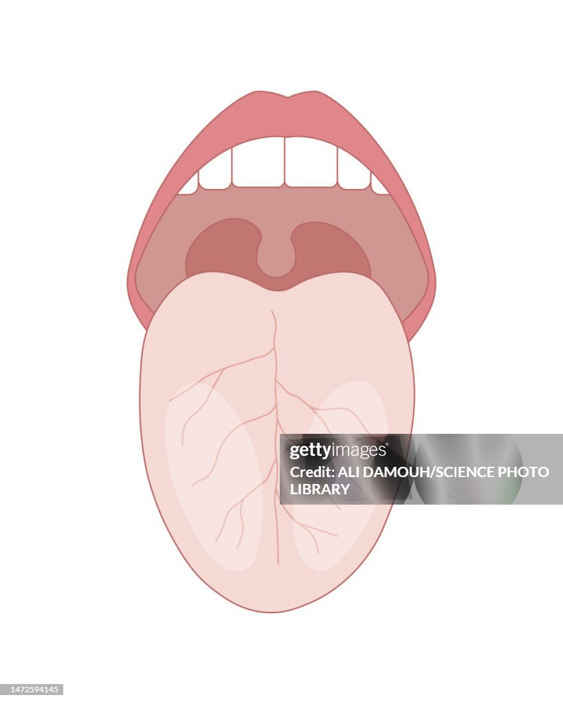 Human tongue, illustration