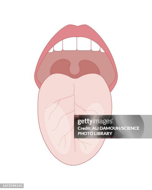 human tongue, illustration - bud stock illustrations