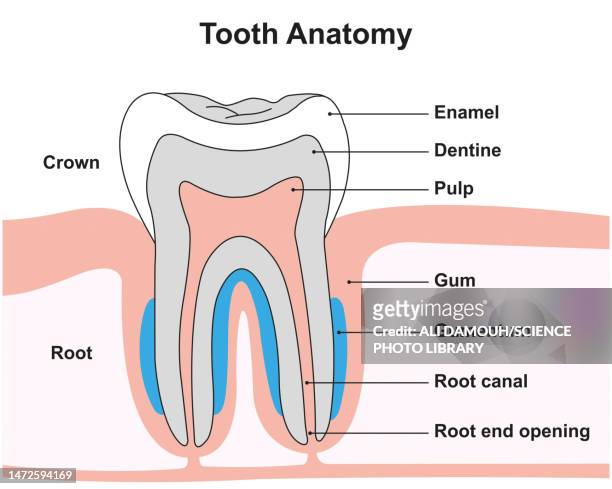 tooth anatomy, illustration - emaille stock-grafiken, -clipart, -cartoons und -symbole