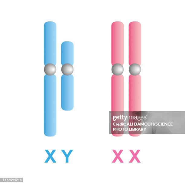66 X And Y Chromosomes Stock Photos, HighRes Pictures, and Images
