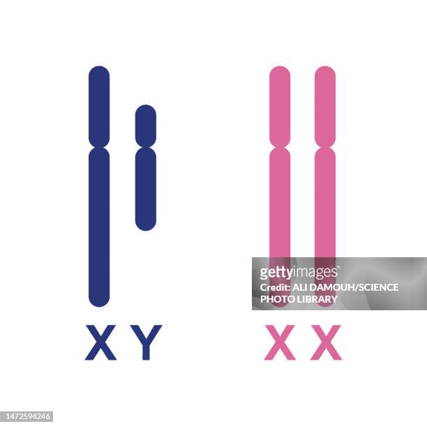 human sex chromosomes, illustration - chromosome stock-grafiken, -clipart, -cartoons und -symbole