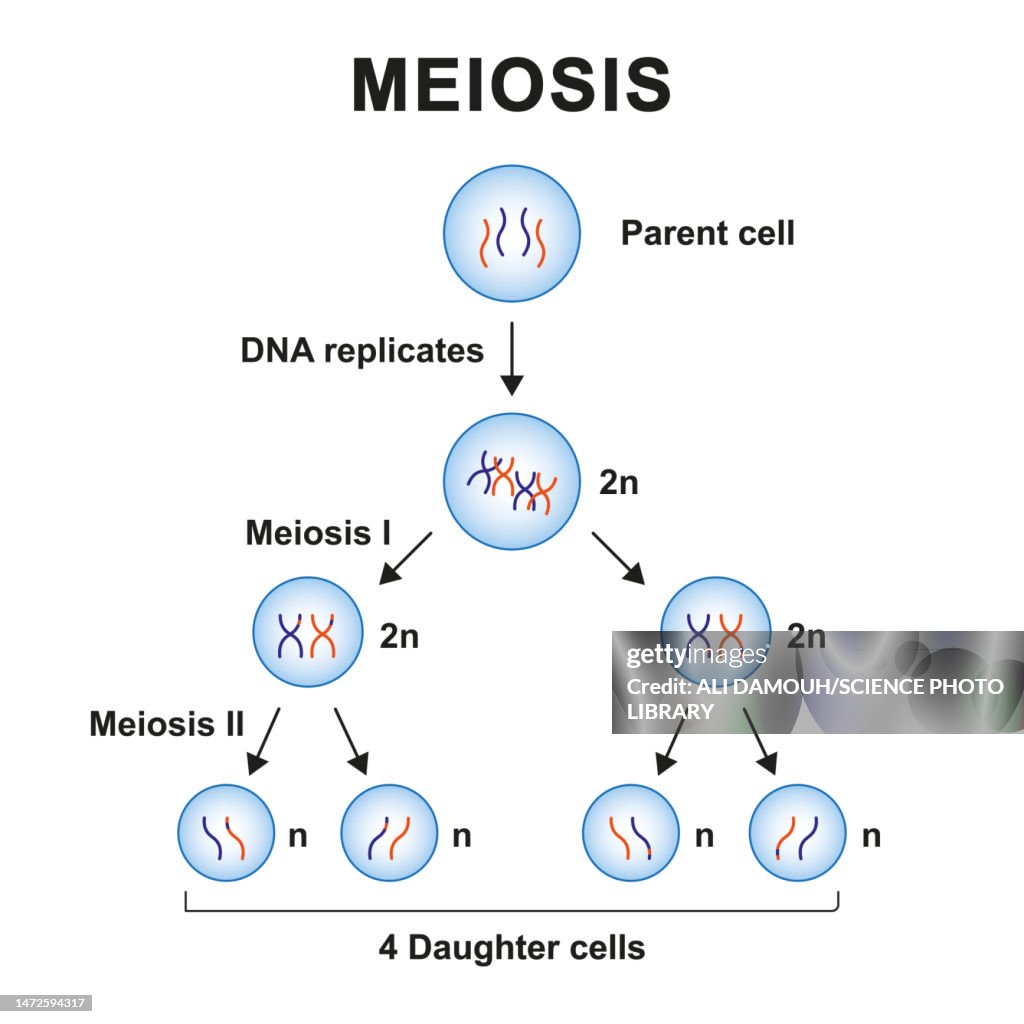 Meiosis Phases Illustration High Res Vector Graphic Getty Images Meiosis Phases Illustration High Res Vector Graphic Getty Images