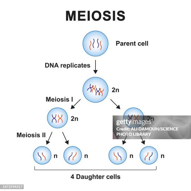 meiosis phases, illustration - prophase stock illustrations