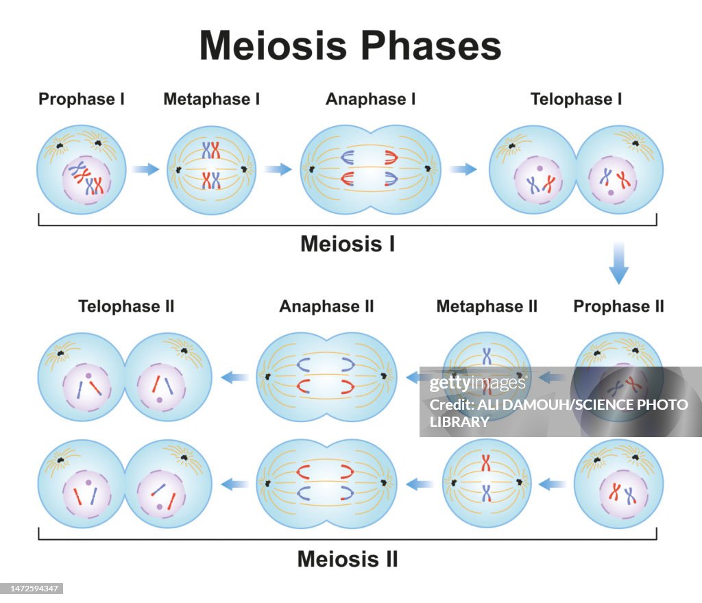 Meiosis Phases Illustration High-Res Vector Graphic - Getty Images