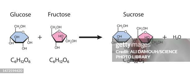 sucrose formation, illustration - fructose stock illustrations