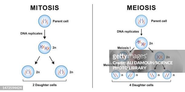stockillustraties, clipart, cartoons en iconen met mitosis and meiosis, illustration - genetic variant