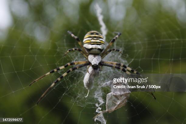 close-up of spider on web,zagreb,croatia - orb weaver spider stock pictures, royalty-free photos & images