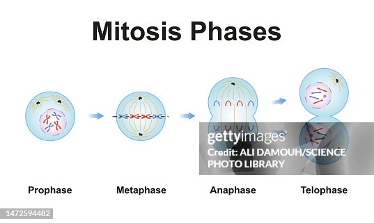 Mitosis Phases Illustration Ilustraciรณn de stock Biology Diagrams