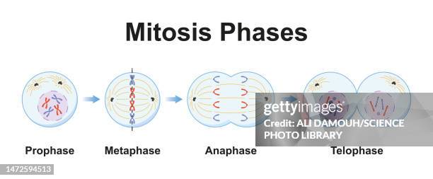 ilustraciones, imágenes clip art, dibujos animados e iconos de stock de mitosis phases, illustration - diagram of the cell cycle