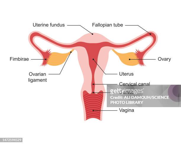 female reproductive system, illustration - ovaries stock illustrations