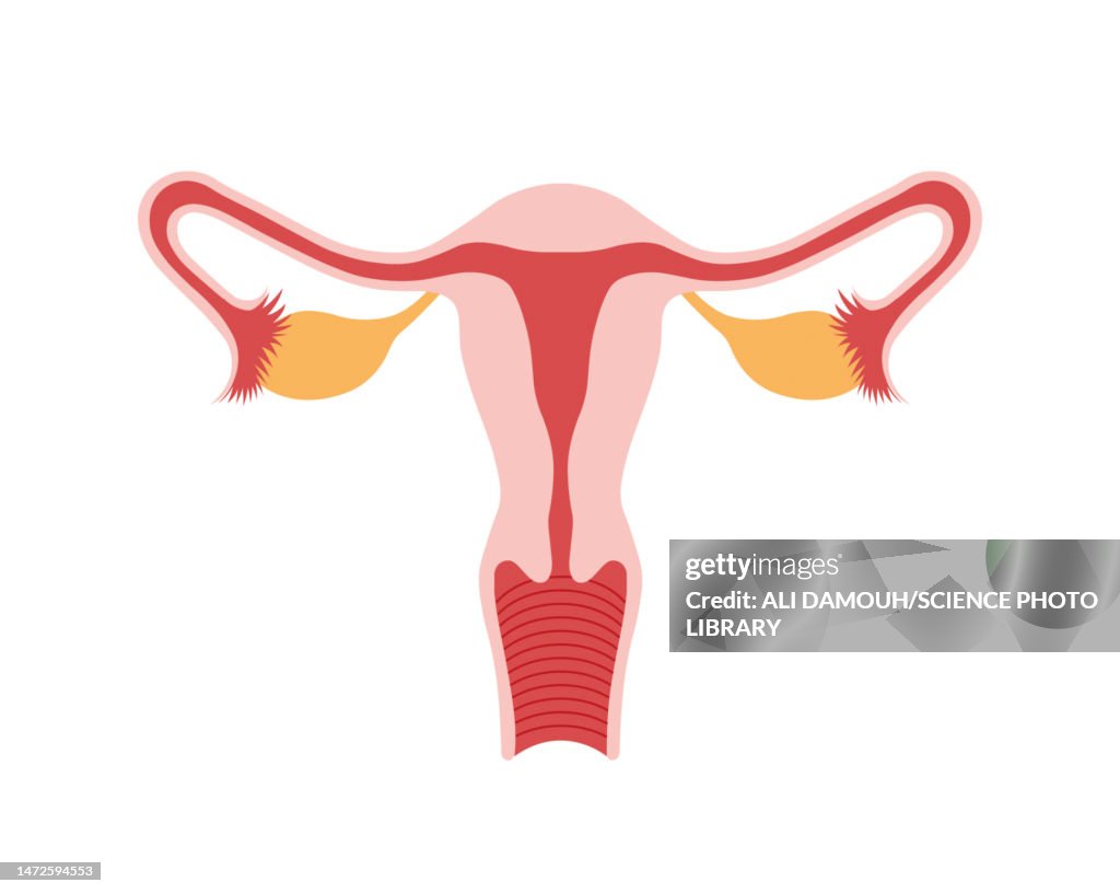 Female reproductive system, illustration