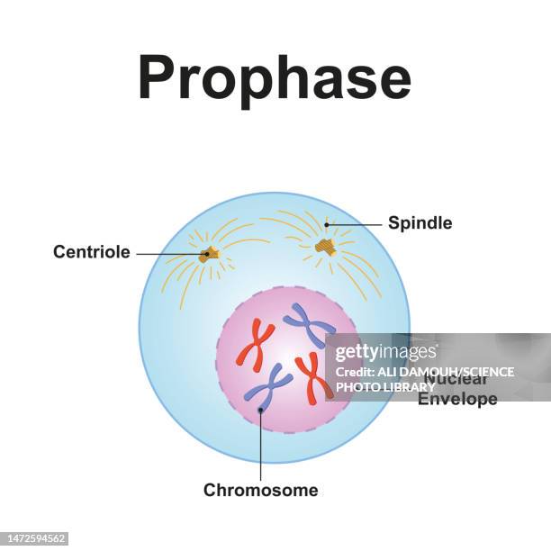 15 Phases Infographic High Res Illustrations - Getty Images