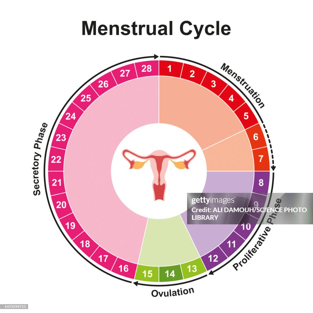 Menstrual cycle, illustration