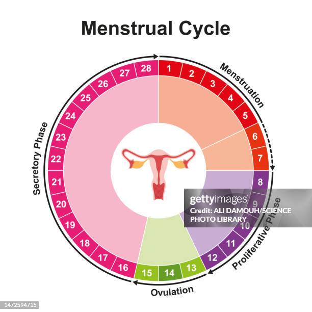 bildbanksillustrationer, clip art samt tecknat material och ikoner med menstrual cycle, illustration - cykel