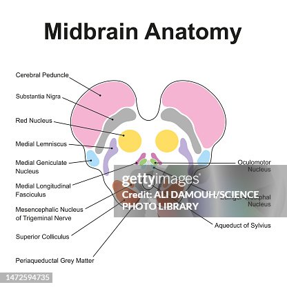 Midbrain Segment Midbrain Anatomy Illustration Ilustración de stock - Getty Images