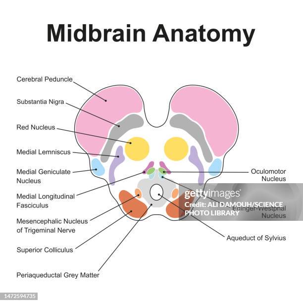 ilustraciones, imágenes clip art, dibujos animados e iconos de stock de midbrain anatomy, illustration - cerebral cortex