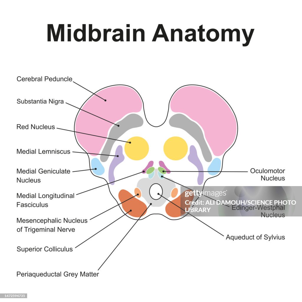 Midbrain anatomy, illustration
