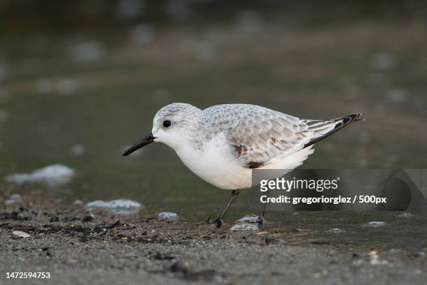 close-up of seagull perching on shore,marbella,spain - sanderling stock-fotos und bilder