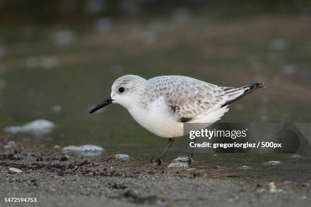 close-up of seagull perching on shore,marbella,spain - correlimos tridáctilo fotografías e imágenes de stock