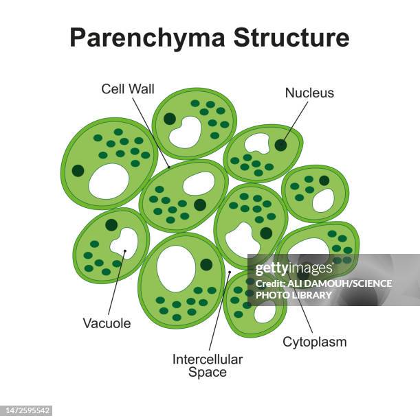 plant parenchyma structure, illustration - vacuole stock illustrations