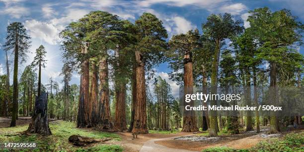 trees growing in forest against sky,california,united states,usa - naturwunder photos et images de collection