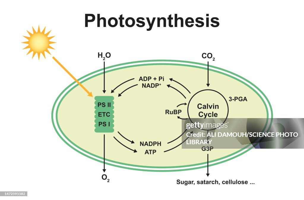 Photosynthesis Rp Photosynthesis Illustration High-Res Vector Graphic - Getty Images