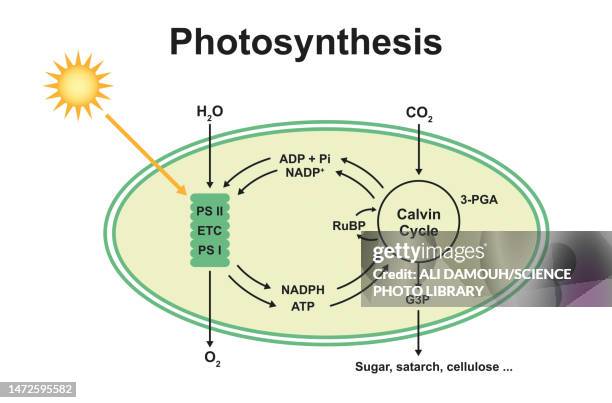 photosynthesis, illustration - chlorophyll stock illustrations