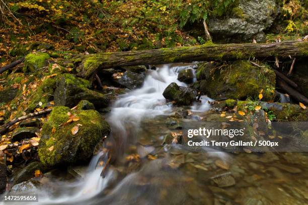 scenic view of waterfall in forest,beaver brook,nb eh k,canada - terry woods stock pictures, royalty-free photos & images