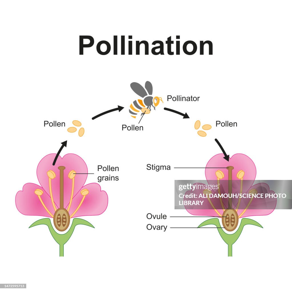 Insect Pollination Illustration High-Res Vector Graphic - Getty Images
