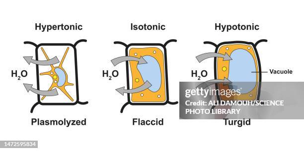 plasmolysis and turgidity, illustration - hypotonic solution stock illustrations