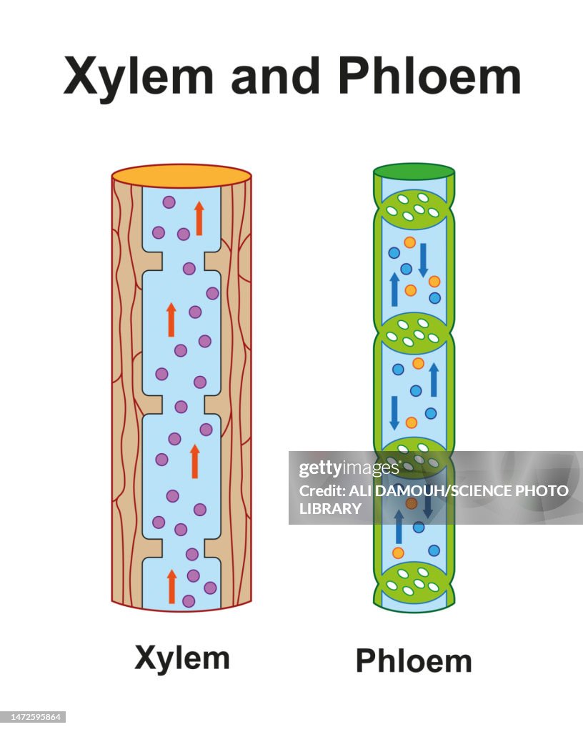 Xylem and phloem, illustration