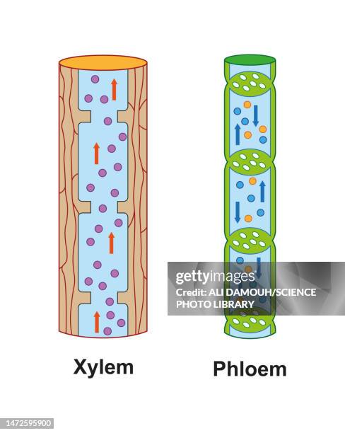 xylem and phloem, illustration - vascular plants stock illustrations