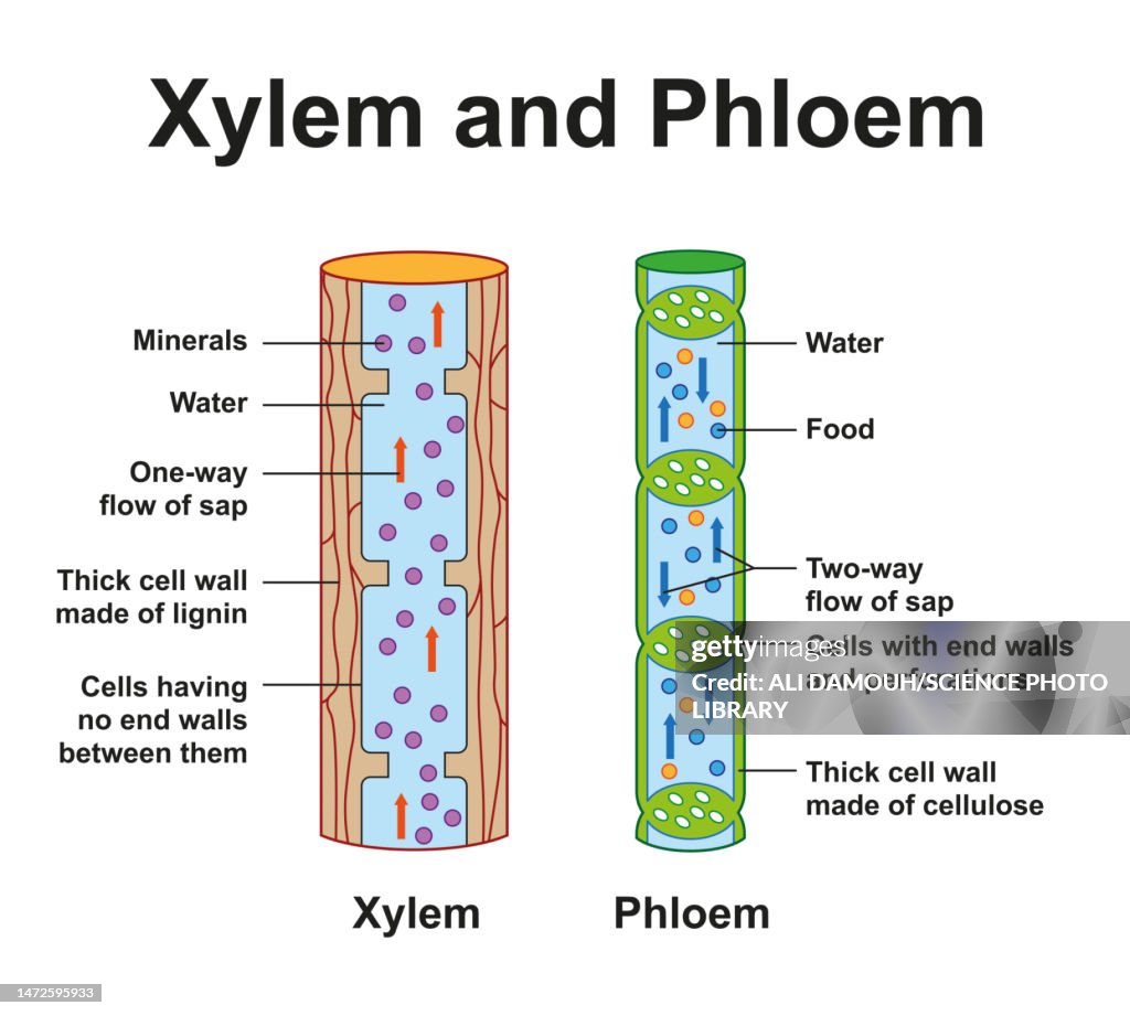 Xylem and phloem, illustration