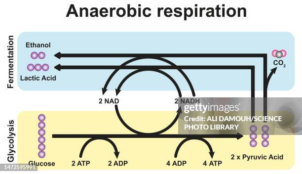 anaerobic respiration, illustration - carbohydrate biological molecule stock illustrations