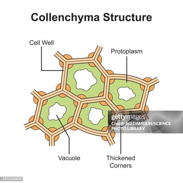 ilustraciones, imágenes clip art, dibujos animados e iconos de stock de collenchyma structure, illustration - vacuola