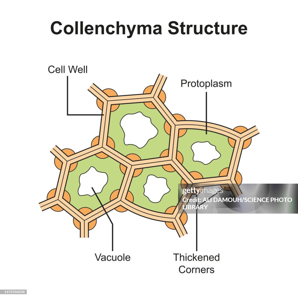 Collenchyma structure, illustration