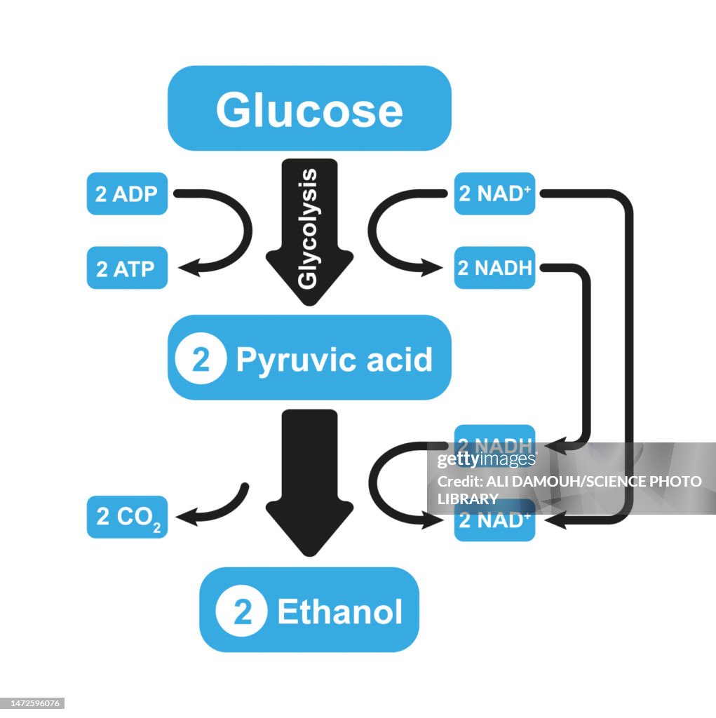 Alcoholic fermentation, illustration