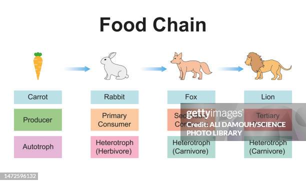 food chain, illustration - vertebrate stock illustrations