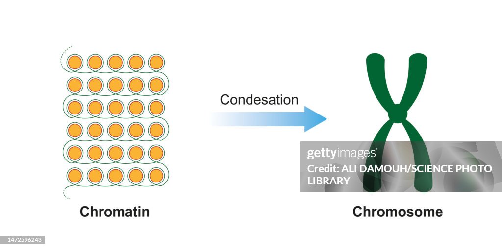 Condensation of DNA, illustration