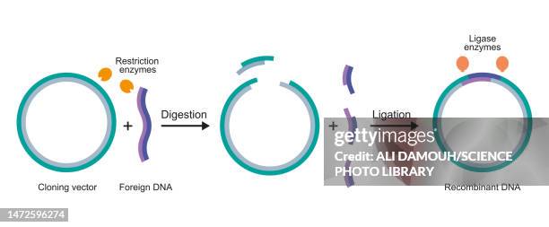 gene cloning, illustration - recombinant dna stock illustrations