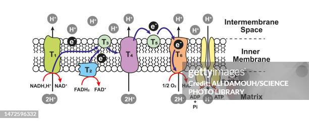 oxidative phosphorylation, illustration - membran stock-grafiken, -clipart, -cartoons und -symbole